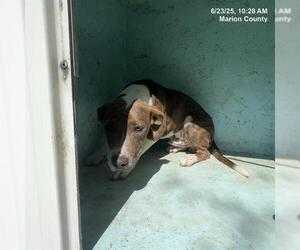 Mutt Dogs for adoption in Ocala, FL, USA