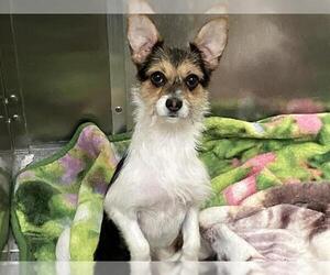 Mutt Dogs for adoption in Orange, CA, USA