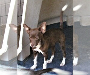 ShiChi Dogs for adoption in San Tan Valley, AZ, USA