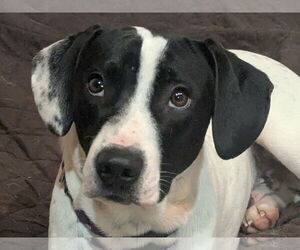 Lab-Pointer Dogs for adoption in Cookeville, TN, USA