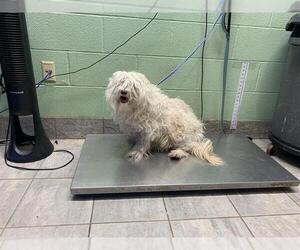 Maltese-Unknown Mix Dogs for adoption in Grand Prairie, TX, USA