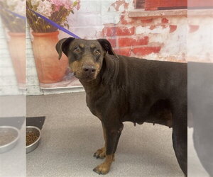 Doberman Pinscher Dogs for adoption in San Bernardino, CA, USA