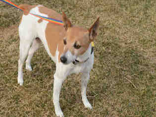 Rat Terrier Dogs for adoption in Fort Collins, CO, USA