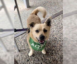 Cardigan Welsh Corgi Dogs for adoption in Salinas, CA, USA