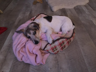 Jack Russell Terrier Dogs for adoption in Seven Valleys, PA, USA