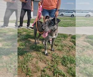 Catahoula Leopard Dog Dogs for adoption in Martinsburg, WV, USA