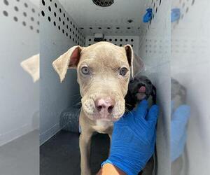 American Pit Bull Terrier Dogs for adoption in Stockton, CA, USA