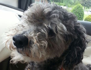 Poodle (Miniature) Dogs for adoption in Mount Airy, NC, USA