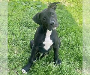 American Staffordshire Terrier-Unknown Mix Dogs for adoption in New Oxford , PA, USA