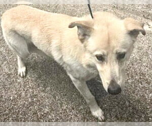 Carolina Dog-Unknown Mix Dogs for adoption in Houston, TX, USA