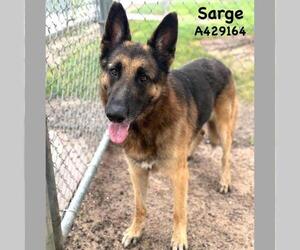 German Shepherd Dog-Unknown Mix Dogs for adoption in Conroe, TX, USA