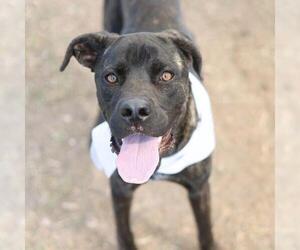 Mutt Dogs for adoption in San Antonio, TX, USA