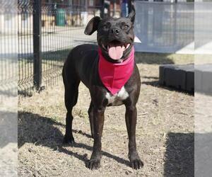 American Staffordshire Terrier-Unknown Mix Dogs for adoption in San Antonio, TX, USA