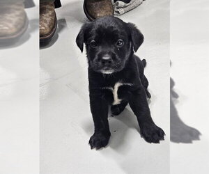 Labrador Retriever-Unknown Mix Dogs for adoption in Temple, TX, USA