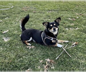 Chihuahua-Unknown Mix Dogs for adoption in Silver Spring, MD, USA