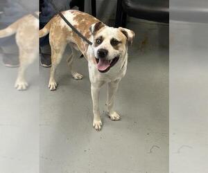 Catahoula Leopard Dog-Unknown Mix Dogs for adoption in Waco, TX, USA