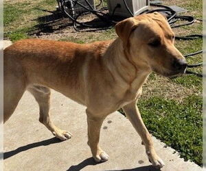 Labrador Retriever Dogs for adoption in Houston, TX, USA