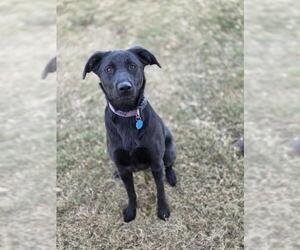 Labrador Retriever-Unknown Mix Dogs for adoption in Temple, TX, USA