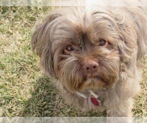 Shih Apso Dogs for adoption in Boise, ID, USA
