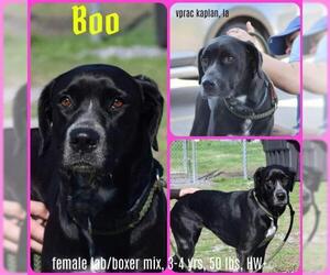 Boxador Dogs for adoption in Oakhurst, NJ, USA