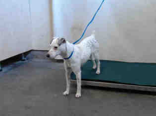 Parson Russell Terrier Dogs for adoption in Camarillo, CA, USA