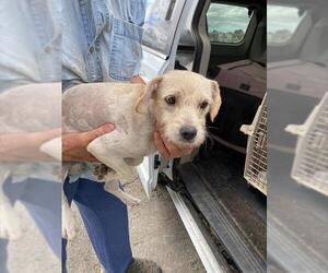 Mutt Dogs for adoption in Stockton, CA, USA