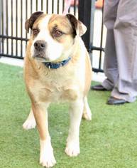 Mutt Dogs for adoption in Grass Valley, CA, USA