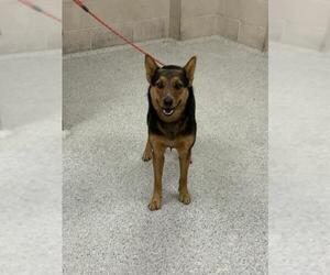 Australian Kelpie-Unknown Mix Dogs for adoption in Conroe, TX, USA