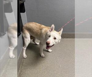 Siberian Husky-Unknown Mix Dogs for adoption in Las Vegas, NV, USA
