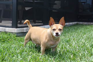 Chihuahua Dogs for adoption in Lithia, FL, USA