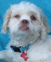 Shih Apso Dogs for adoption in Cuba, NY, USA