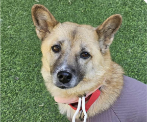 Mutt Dogs for adoption in San Ramon, CA, USA