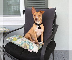 Mutt Dogs for adoption in oakland, FL, USA