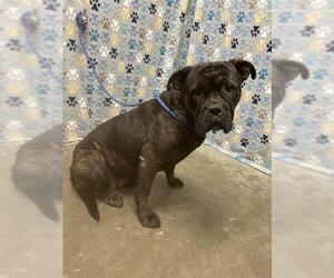 Bull-Boxer Dogs for adoption in Rosenberg, TX, USA