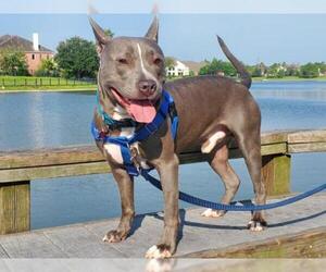 American Pit Bull Terrier-Unknown Mix Dogs for adoption in Katy, TX, USA
