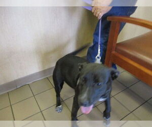 Labrador Retriever Dogs for adoption in Ocala, FL, USA