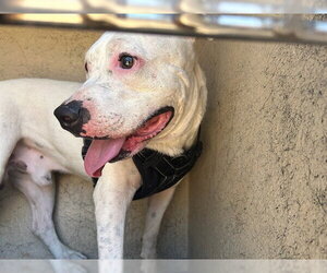 Mutt Dogs for adoption in Oklahoma City, OK, USA