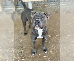 Mutt Dogs for adoption in Riverside, CA, USA