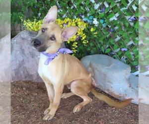 German Shepherd Dog-Unknown Mix Dogs for adoption in Oklahoma City, OK, USA