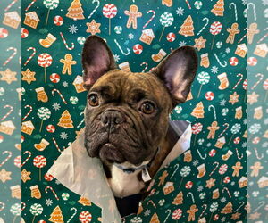 French Bulldog Dogs for adoption in Brights Grove, Ontario, Canada