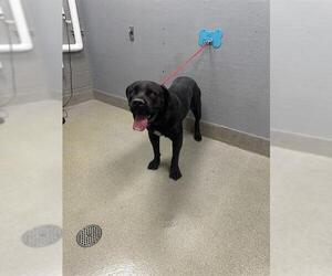 Mastiff-Unknown Mix Dogs for adoption in Las Vegas, NV, USA