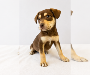 Australian Kelpie-Siberian Husky Mix Dogs for adoption in Pottstown, PA, USA