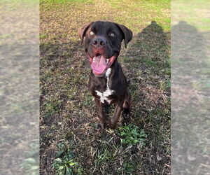 Labrador Retriever-Unknown Mix Dogs for adoption in South Bend, IN, USA