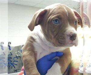 Mutt Dogs for adoption in Fayetteville, NC, USA