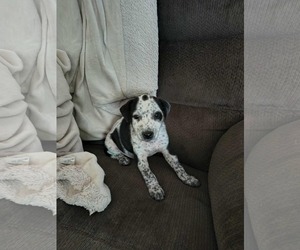 Beagle-Unknown Mix Dogs for adoption in Stover, MO, USA