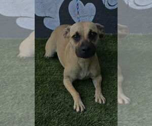 Puggle Dogs for adoption in Brewster, NY, USA