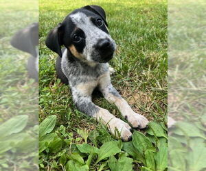 Mutt Dogs for adoption in Garden City, NY, USA