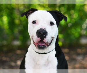 American Staffordshire Terrier-Unknown Mix Dogs for adoption in Tavares, FL, USA