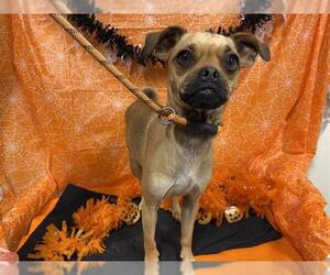 Pug-Unknown Mix Dogs for adoption in Modesto, CA, USA