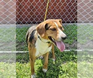 Beagle-Unknown Mix Dogs for adoption in Pasadena, TX, USA